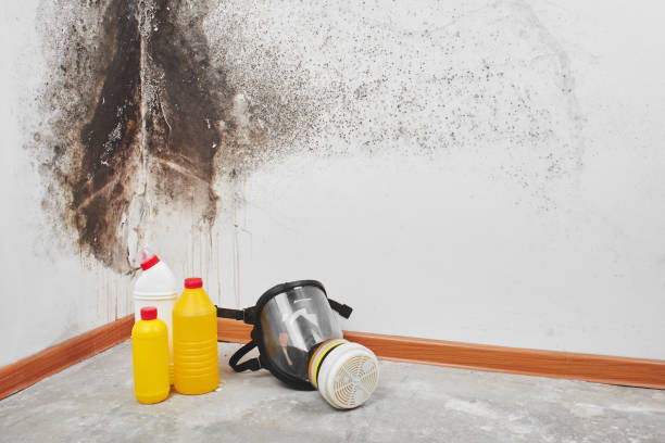 Best Mold Testing  in Morongo Valley, CA