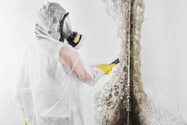 Best Attic Mold Removal  in Morongo Valley, CA