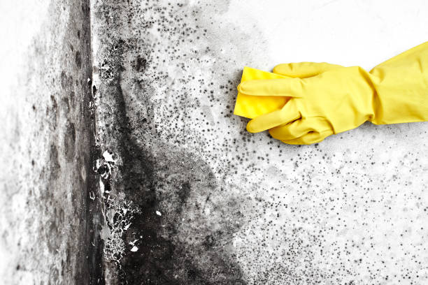 Best Certified Mold Removal  in Morongo Valley, CA