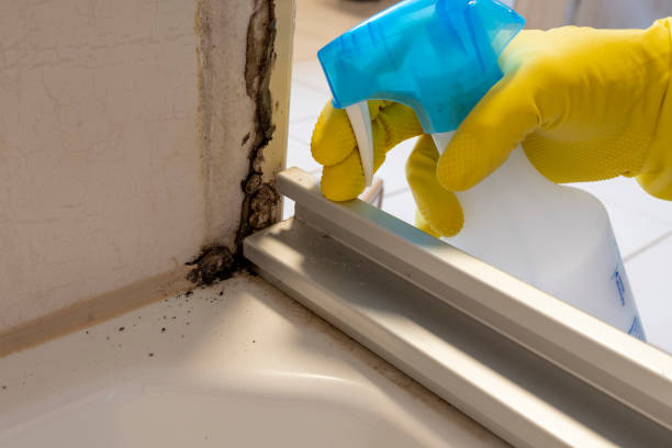 Best Same-Day Mold Removal  in Morongo Valley, CA