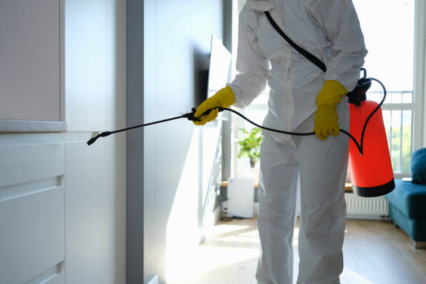 Best Mold Cleaning Services  in Morongo Valley, CA