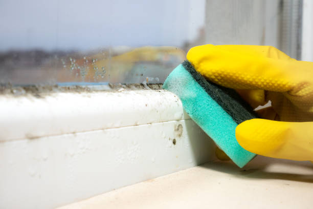 Best Same-Day Mold Removal  in Morongo Valley, CA