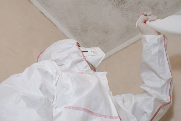 Mold Removal and Inspection in Morongo Valley, CA