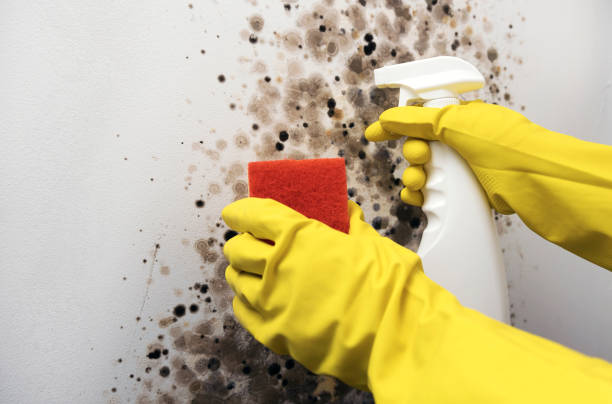 Best Black Mold Removal  in Morongo Valley, CA