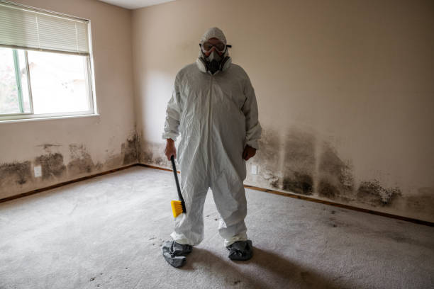 Best Mold Damage Repair  in Morongo Valley, CA