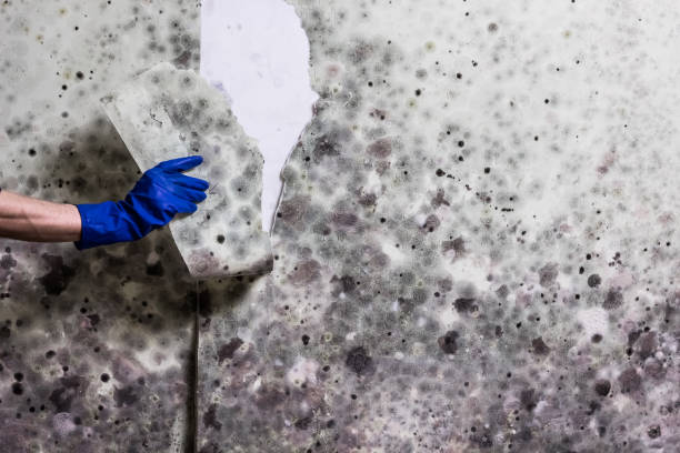 Best Commercial Mold Removal  in Morongo Valley, CA