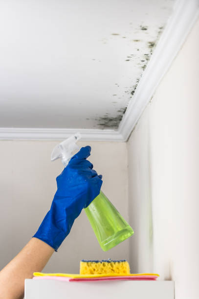Mold Removal Process in Morongo Valley, CA