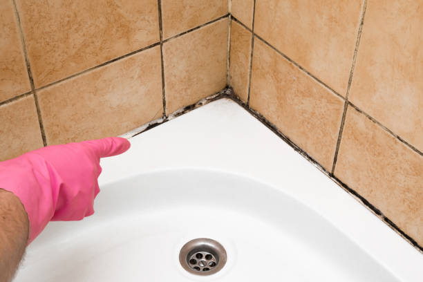 Best Mold Removal Near Me  in Morongo Valley, CA