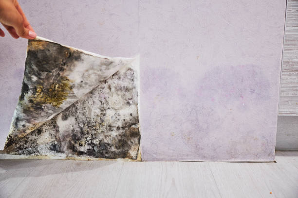 Best Office Mold Removal Services  in Morongo Valley, CA